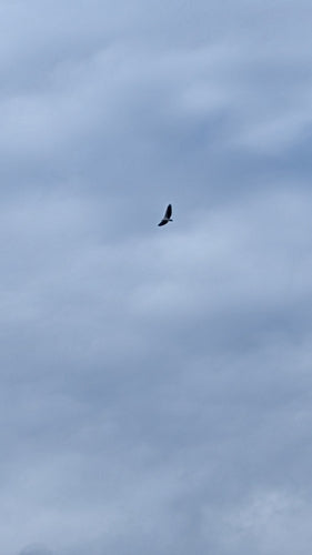 Witbuikzeearend — foto 3 van 8