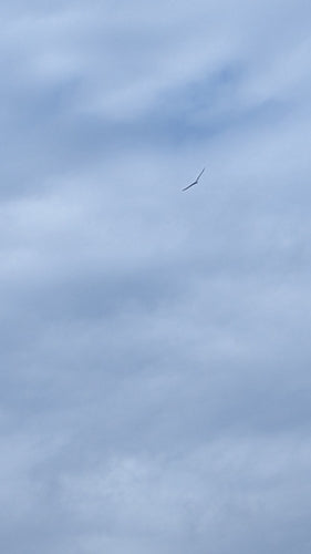 Witbuikzeearend — foto 2 van 8