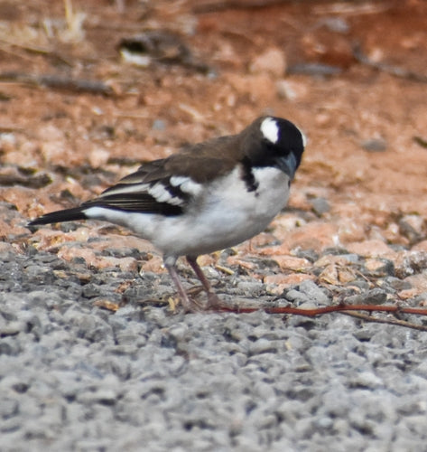 Wenkbrauwmuswever — foto 2 van 8