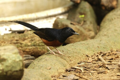 Witstuitige Shamma — foto 2 van 9