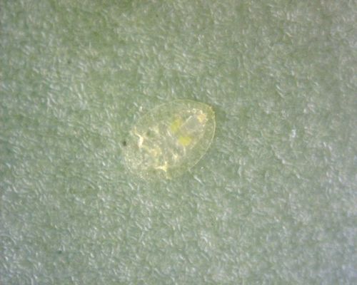 Wittevlieg — Bild 5