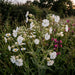 Weiße Lichtnelke (Silene latifolia alba) in Blüte im naturnahen Garten (KI-generiert)