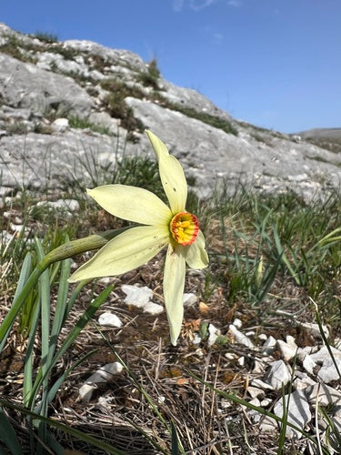 Witte narcis — Bild 5