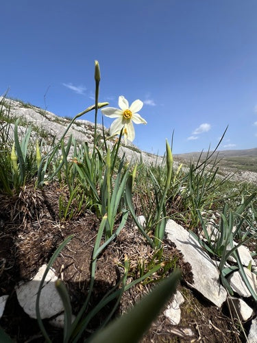 Witte narcis — Bild 4