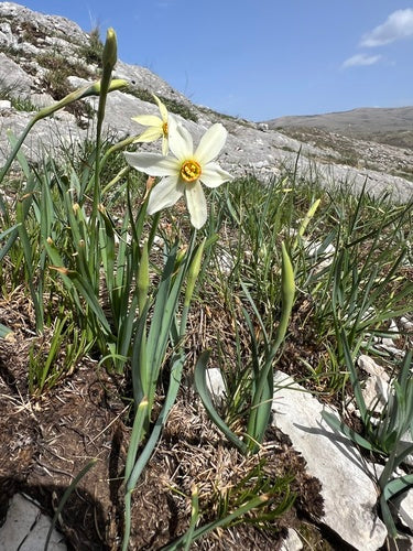 Witte narcis — Bild 3