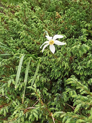 Witte narcis — Bild 2