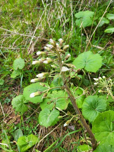 Wit hoefblad — Bild 4