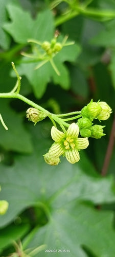 Witte bryony — Bild 3