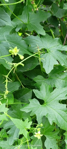Witte bryony — Bild 2