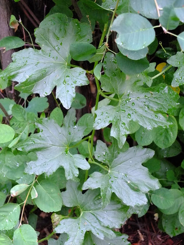 Witte bryony — Bild 5