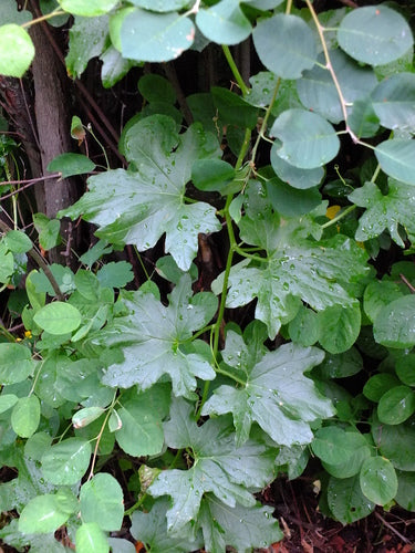 Witte bryony — Bild 4
