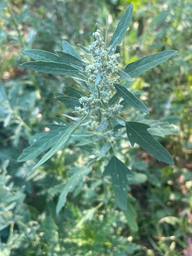 Witte ganzenvoet — Bild 3