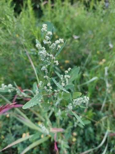 Witte ganzenvoet — Bild 4