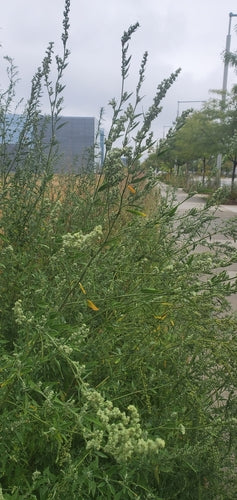 Witte ganzenvoet — Bild 2
