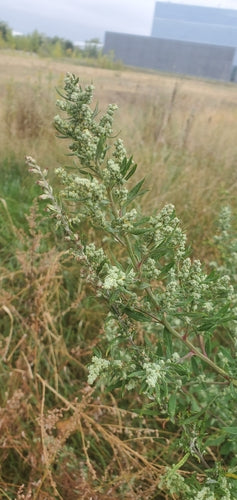 Witte ganzenvoet — Bild 3