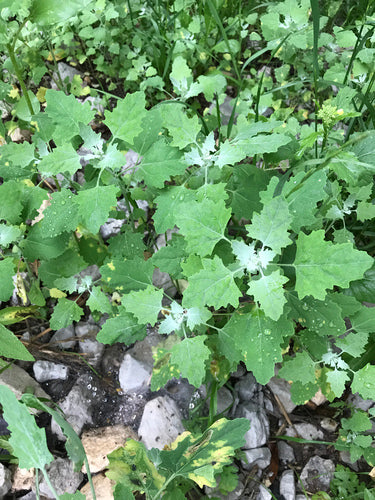Witte ganzenvoet — Bild 1