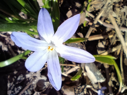 Witte sneeuwtrots — Bild 2