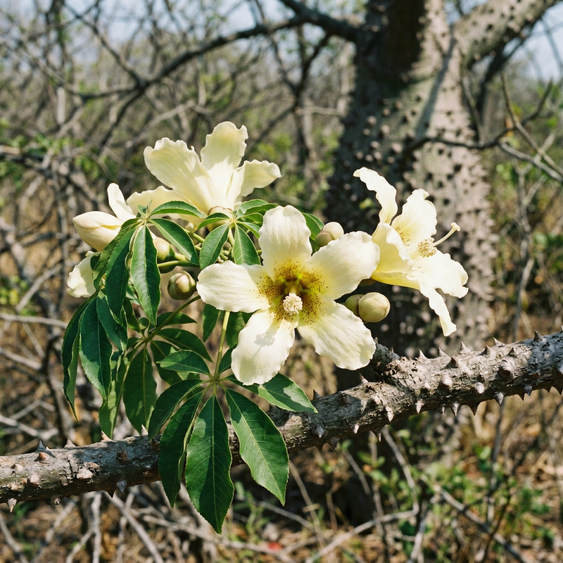 Weißer Seidenwollbaum (Ceiba chodatii), AI-illustratie