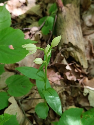 Witte bosvogel — Bild 2