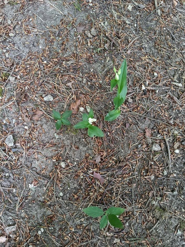 Witte bosvogel — Bild 5
