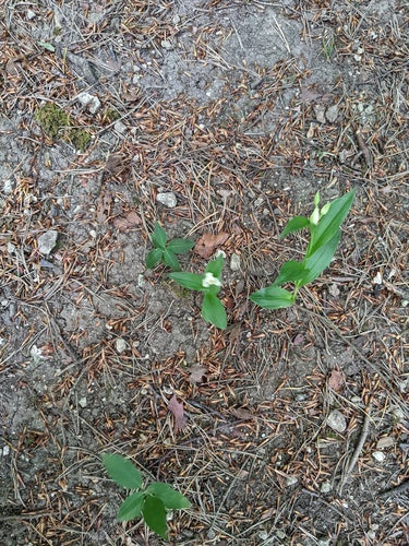 Witte bosvogel — Bild 4