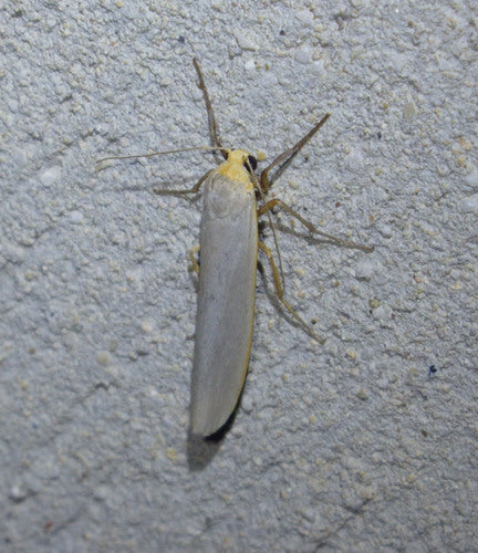 Witgrijze korstmosbeer — Bild 5