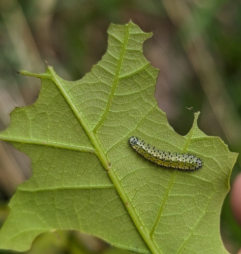 Wespen In Eikenbomen — Bild 5