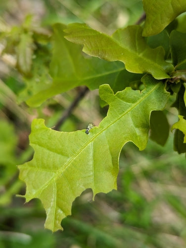 Wespen In Eikenbomen — Bild 4