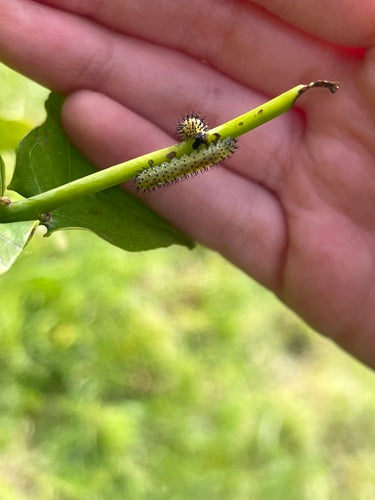 Wespen In Eikenbomen — Bild 3