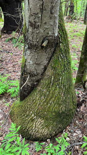 Witte den — Bild 3