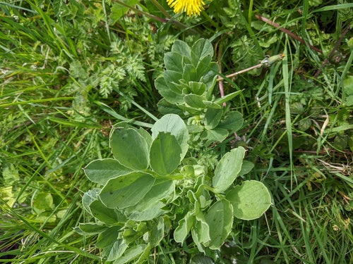 Zoete erwten — foto 5 van 10