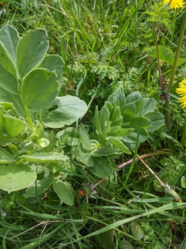 Zoete erwten — foto 3 van 10