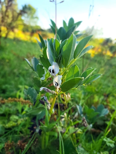 Zoete erwten — Bild 2