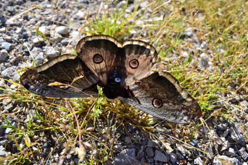 Weense pauwvlinder — Bild 4