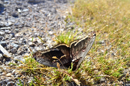 Weense pauwvlinder — Bild 2