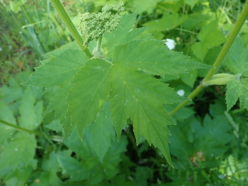 Weideberenklauw — Bild 5