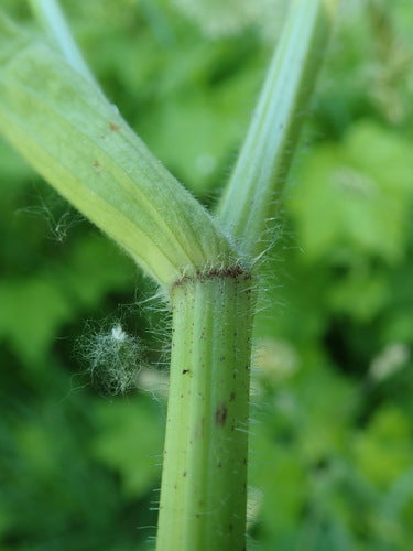 Weideberenklauw — Bild 4