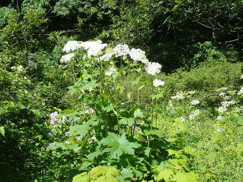 Weideberenklauw — Bild 3