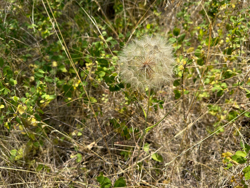 De baard van een weidegeit — foto 3 van 10