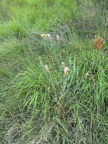De baard van een weidegeit — foto 5 van 10