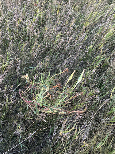 De baard van een weidegeit — foto 4 van 10