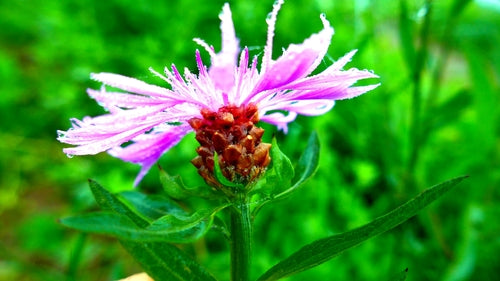 Weideknoopkruid — Bild 4