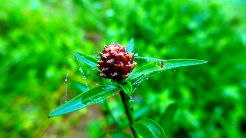 Weideknoopkruid — Bild 2
