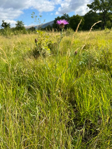 Weideknoopkruid — Bild 5