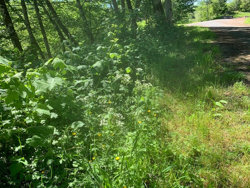 Weidekervel — Bild 3