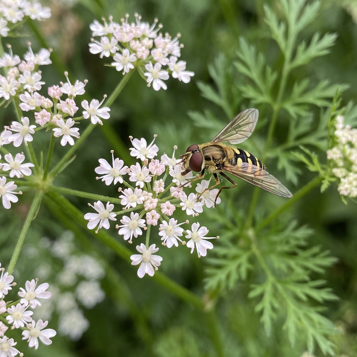 Blüte von Wiesen-Kümmel (Carum carvi) in Nahaufnahme (KI-generiert)