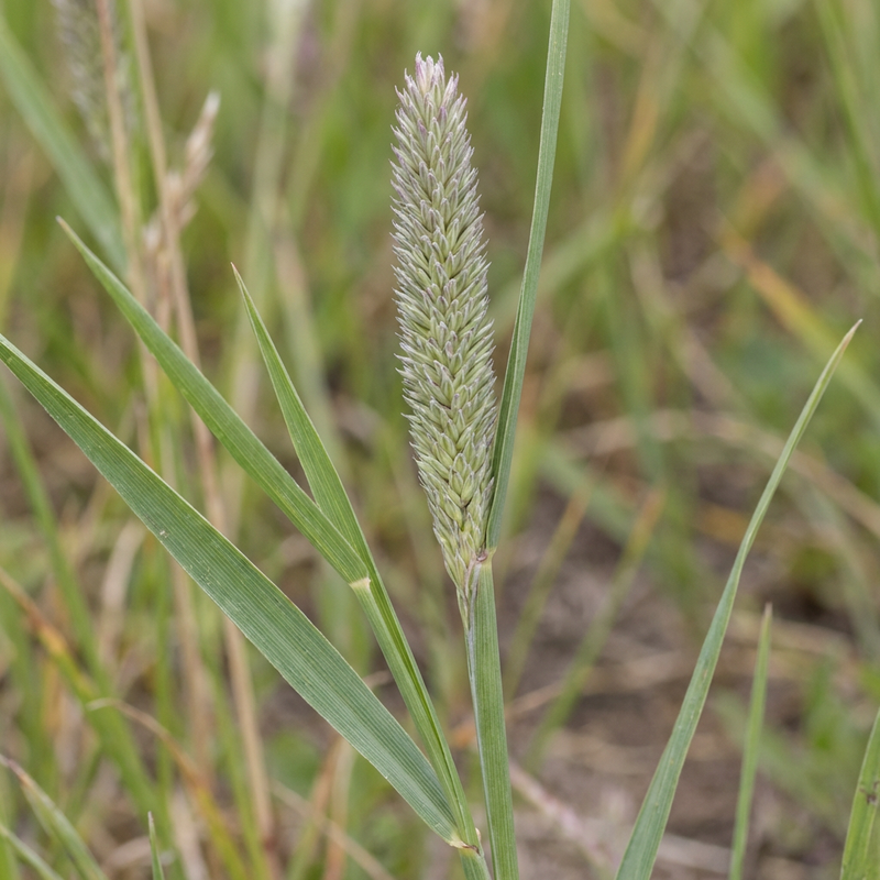 Weide timotheegras