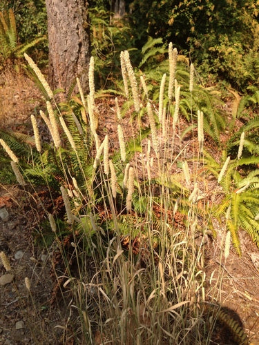 Weide timotheegras — Bild 2