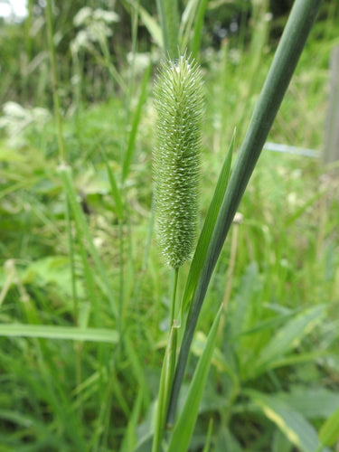 Weide timotheegras — Bild 3