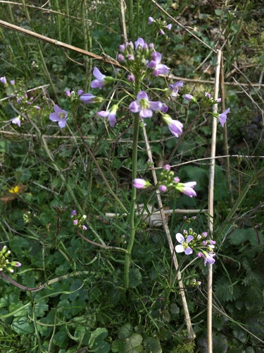 Weideschuimkruid — Bild 4